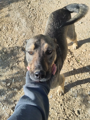 BRUNO - ein Jungspund zum Verlieben (wartet in Rumänien)