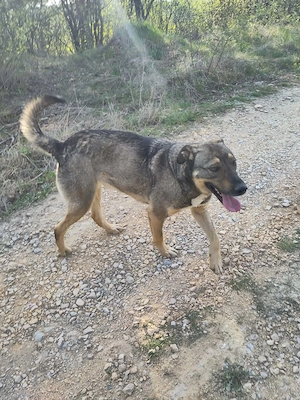 BRUNO - ein Jungspund zum Verlieben (wartet in Rumänien) Bild 6