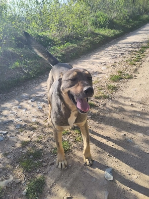 BRUNO - ein Jungspund zum Verlieben (wartet in Rumänien) Bild 5