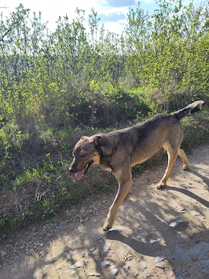 BRUNO - ein Jungspund zum Verlieben (wartet in Rumänien) Bild 7