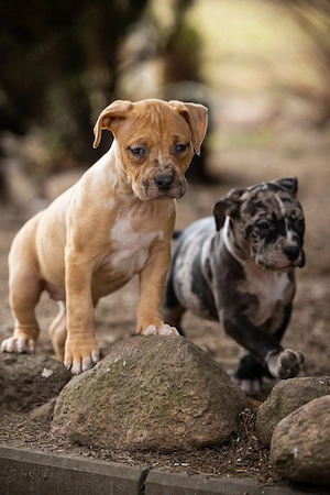 American Bully xl famale abkc