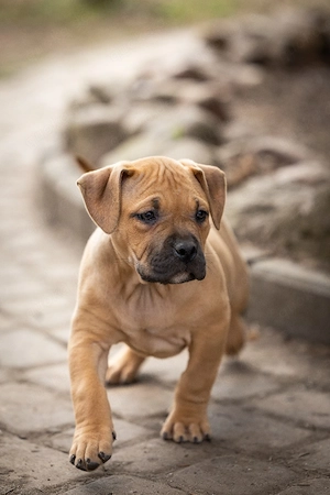 American Bully xl famale ABKc 