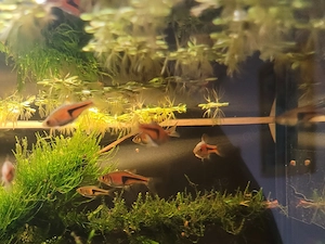 Espes Keilfleckbärblinge 10 Stück aus eigener Nachzucht 