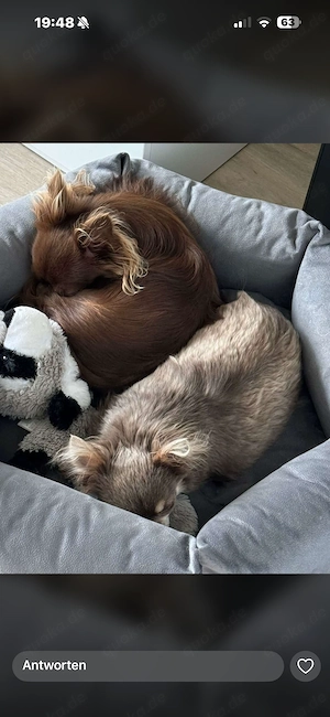 Zwei Chihuahua Rüden 