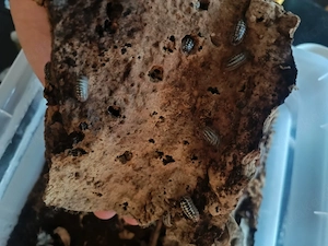 Armadillidum Gestroi White spotted Kolonie 