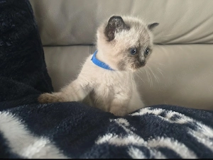 Hübscher Siamkater, jung