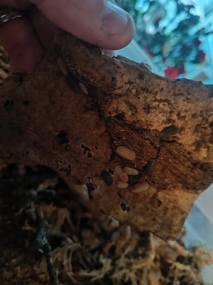 Cubaris Murina Mix Kolonie Abzugeben 