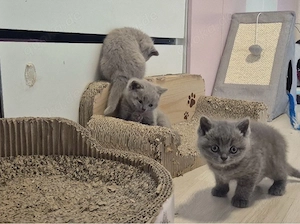 BKH Kitten suchen neues zuhause.