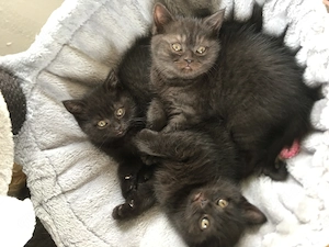 Britisch kurzhaar Kitten