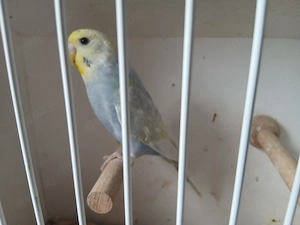 Wellensittich Henne rainbow