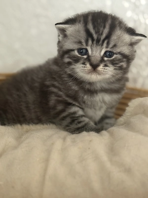 Reinrassige Bkh Kitten.