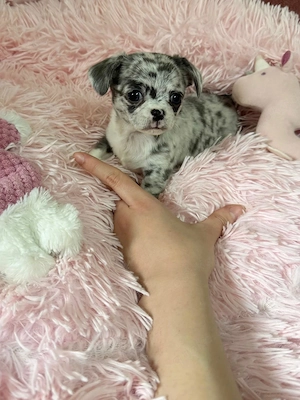 Blue Merle Chihuahua Rüde 