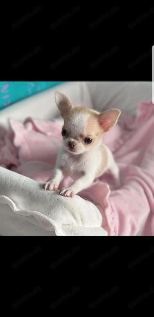 Suche einen kleine chihuahua  farbe ist egal 
