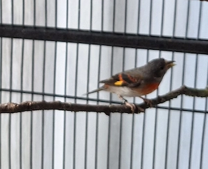 Kapuzenzeisig weibl. abzugeben