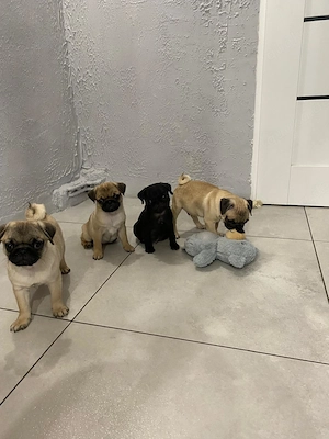 Mops Welpen (reinrassig)