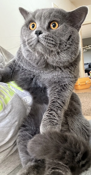  British Shorthair Kater (2 Jahre)   Wunderschön & liebevoll 