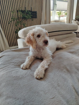 Welpe sucht dringend Zuhause