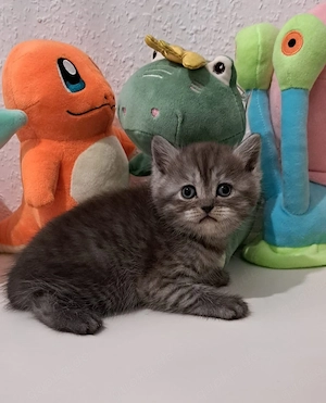 Süße britisch kurzhaar KITTEN 