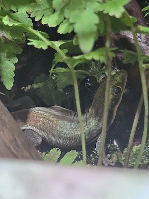 Suche Phelsuma Klemmeri 0.1 Mädel 