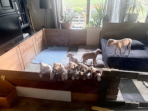 Bully mix Welpen ,suchen Herzensmenschen