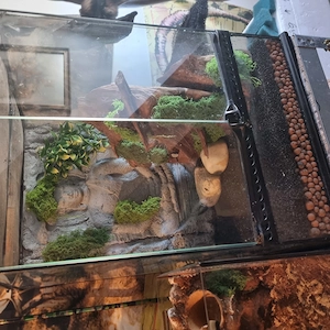 Terrarieum abzugeben 