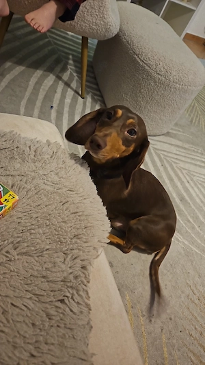 Dackel Rüde schoko abzugeben 