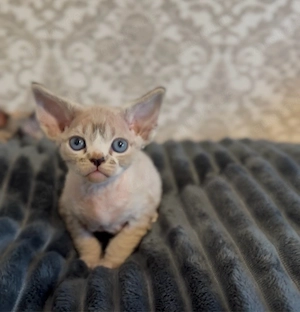 Davon rex kitten 