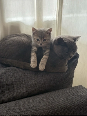 BKH Kitten (1 übrig) Bild 9