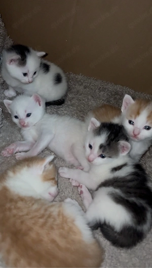 Katzenbabys suchen liebevolles Zuhause