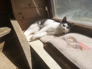 Katze abzugeben