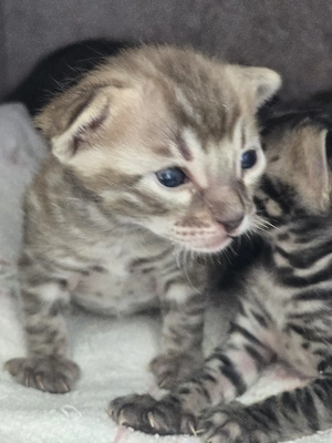 Bengalkitten reinrassig mit Stammbaum 