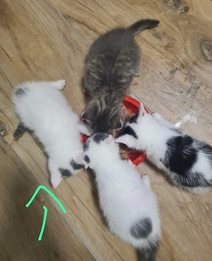 Main Coon Mix Bild 2