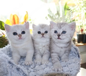 BKH BLH Kitten suchen liebevolles Zuhause 