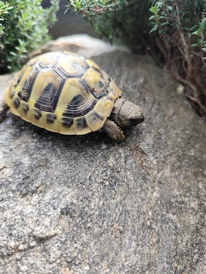 Drei Griechische Landschildkröten 
