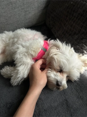 Mini Malteser Hündin (6 Monate)   nur in verantwortungsvolle und liebevolle Hände abzugeben