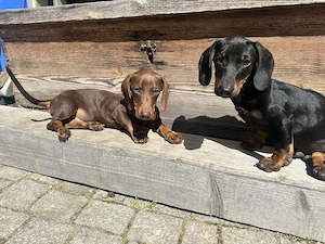 2 kleine Rüden bereit für große Abenteuer 