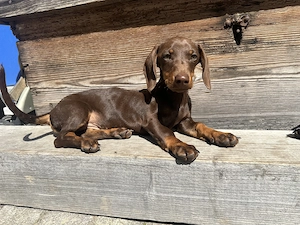 2 kleine Rüden bereit für große Abenteuer 
