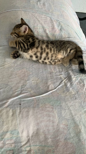 Katze Bengal Kitten Katzenbaby Kätzchen mix