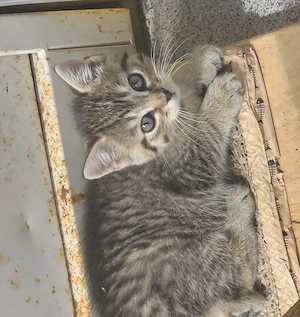 Kleines liebes Kätzchen  