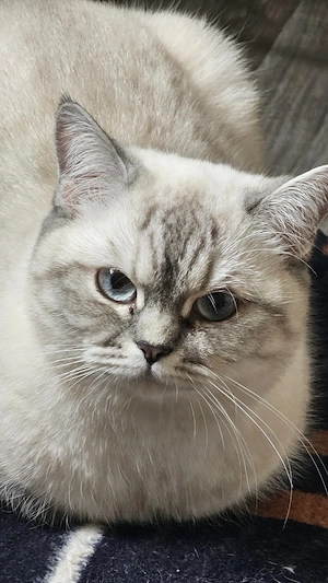 Gesucht: BKH BLH Deckkater