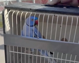 Violetter Halsbandsittich Hahn   3 Jahre alt