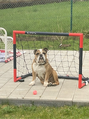 Englische Bulldogge 