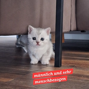 Kitten britisch kurzhaar