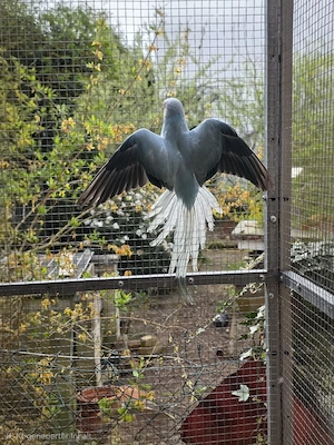 Halsbandsittich Henne Opalin 