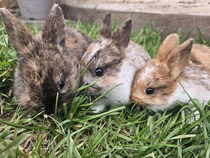 Drei Zuckerschnuten suchen ein Zuhause 