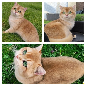 BKH Deckkater Black Golden Shell