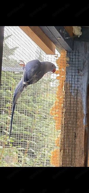 Dominant-Schecke Halsbandsittich Violett