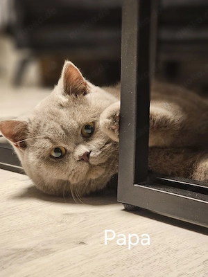 Wunderschöne BKH Kitten dürfen im Juli ausziehen 