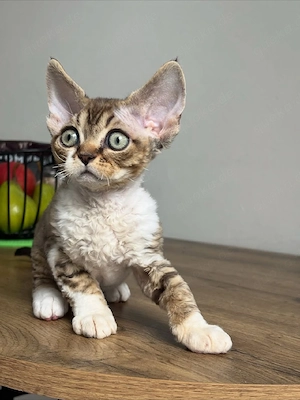 Reinrassiges Devon Rex-Kätzchen! Männlich.