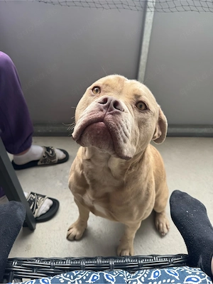 butsch sucht sein Haus und Hof Bild 2